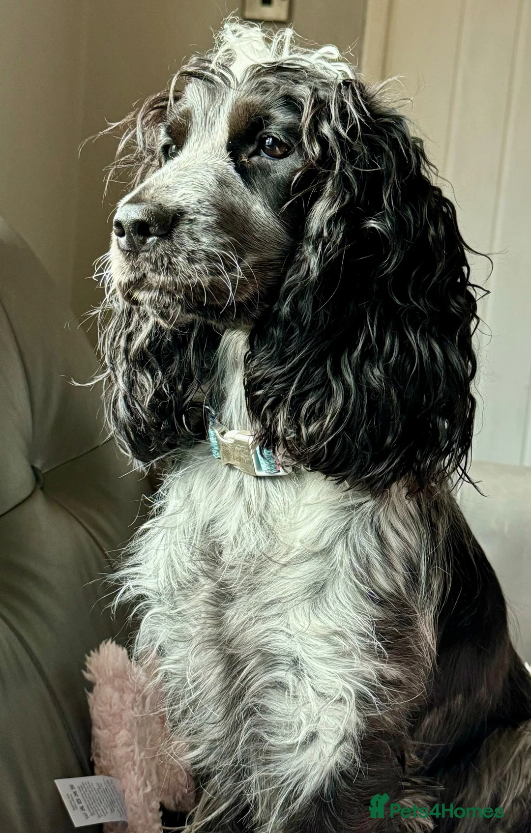 Cocker Spaniel dogs for sale: Show cocker spaniel  - Advert 1