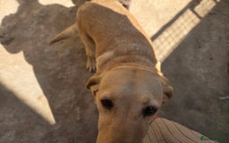 Labrador Retriever dogs for sale: Yellow female Labrador for sale  - Image 3