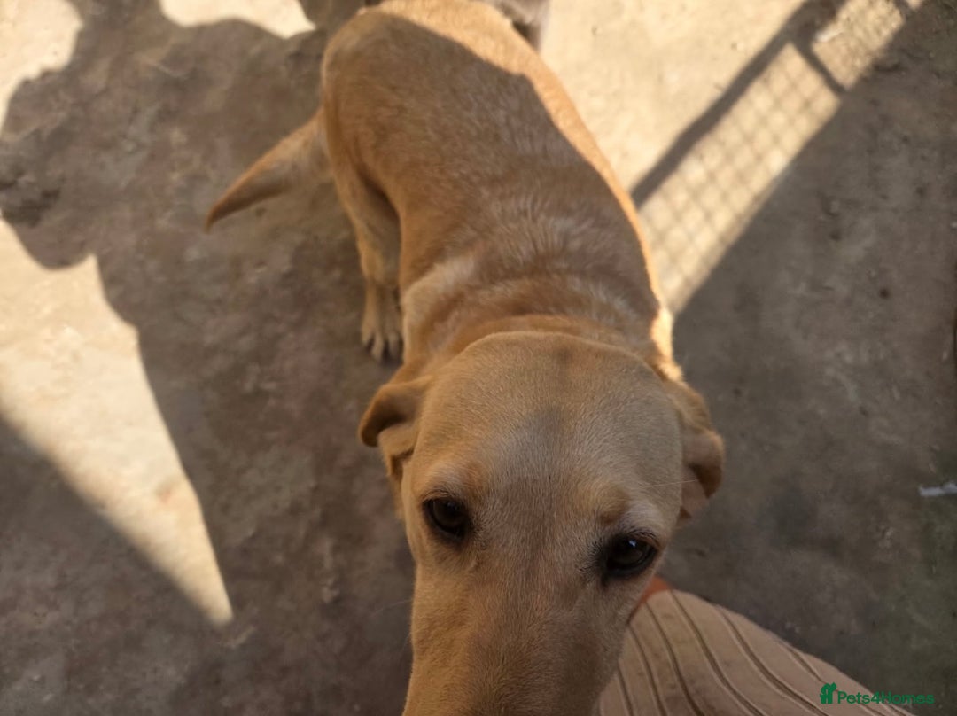 Labrador Retriever dogs for sale: Yellow female Labrador for sale  - Image 3