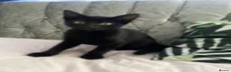 Mixed Breed cats for sale: 4m old black female kitten  in Edinburgh - Advert 1