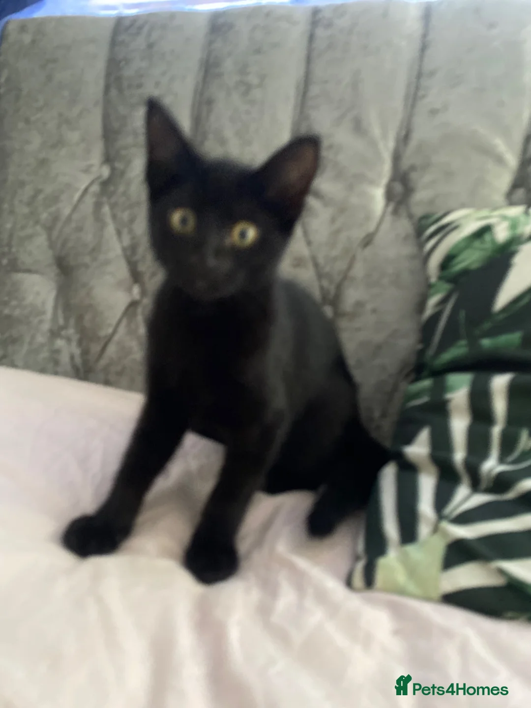 Mixed Breed cats for sale: 4m old black female kitten  in Edinburgh - Advert 1