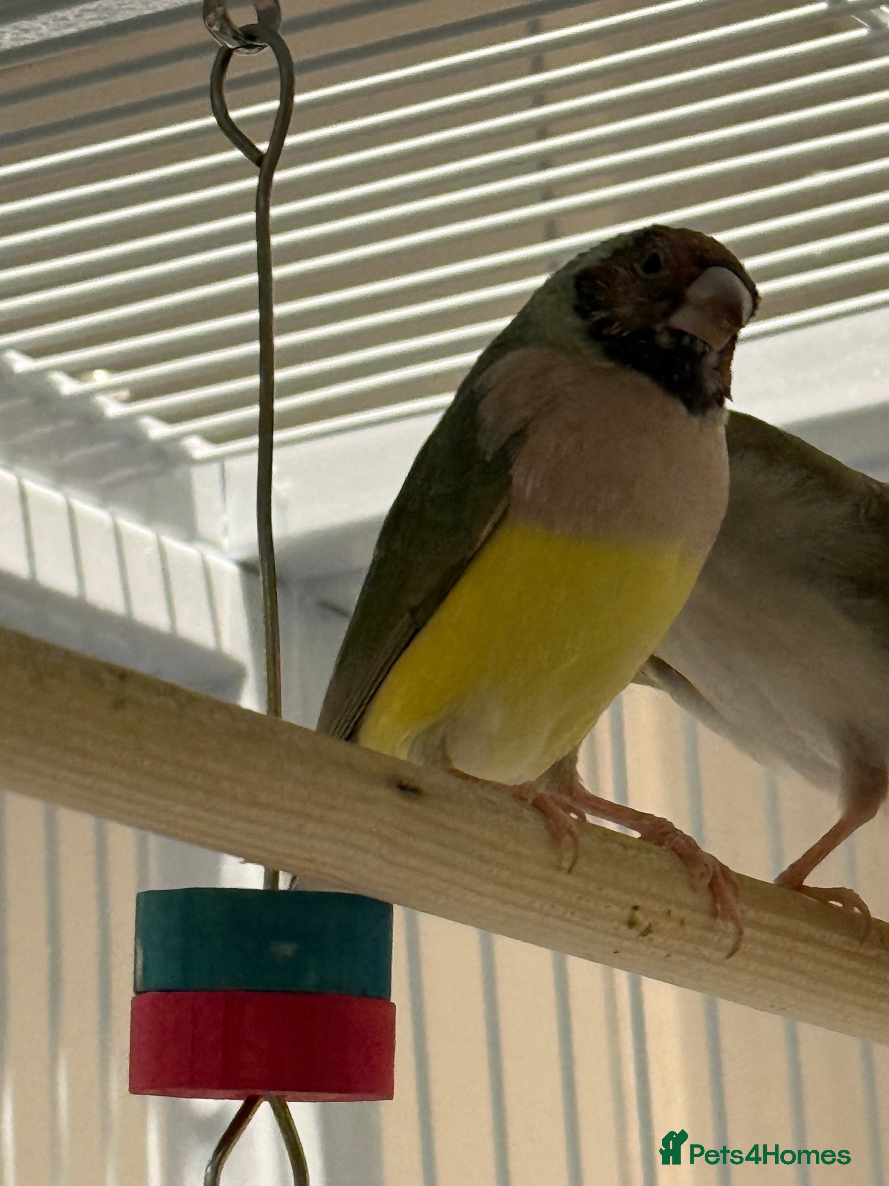 Finches birds gouildan finches available Runcorn  - Advert 11