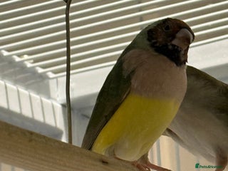 Finches birds gouildan finches available Runcorn - Advert 11