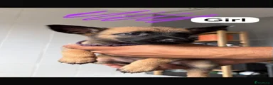 Belgian Shepherd Dog 5