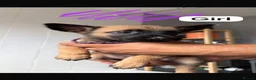 Belgian Shepherd Dog dogs for sale: Belgian Shephard Puppies - Advert 6
