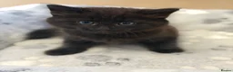 Mixed Breed cats for sale:     Fluffy Black Male Kitten for sale  - Advert 6