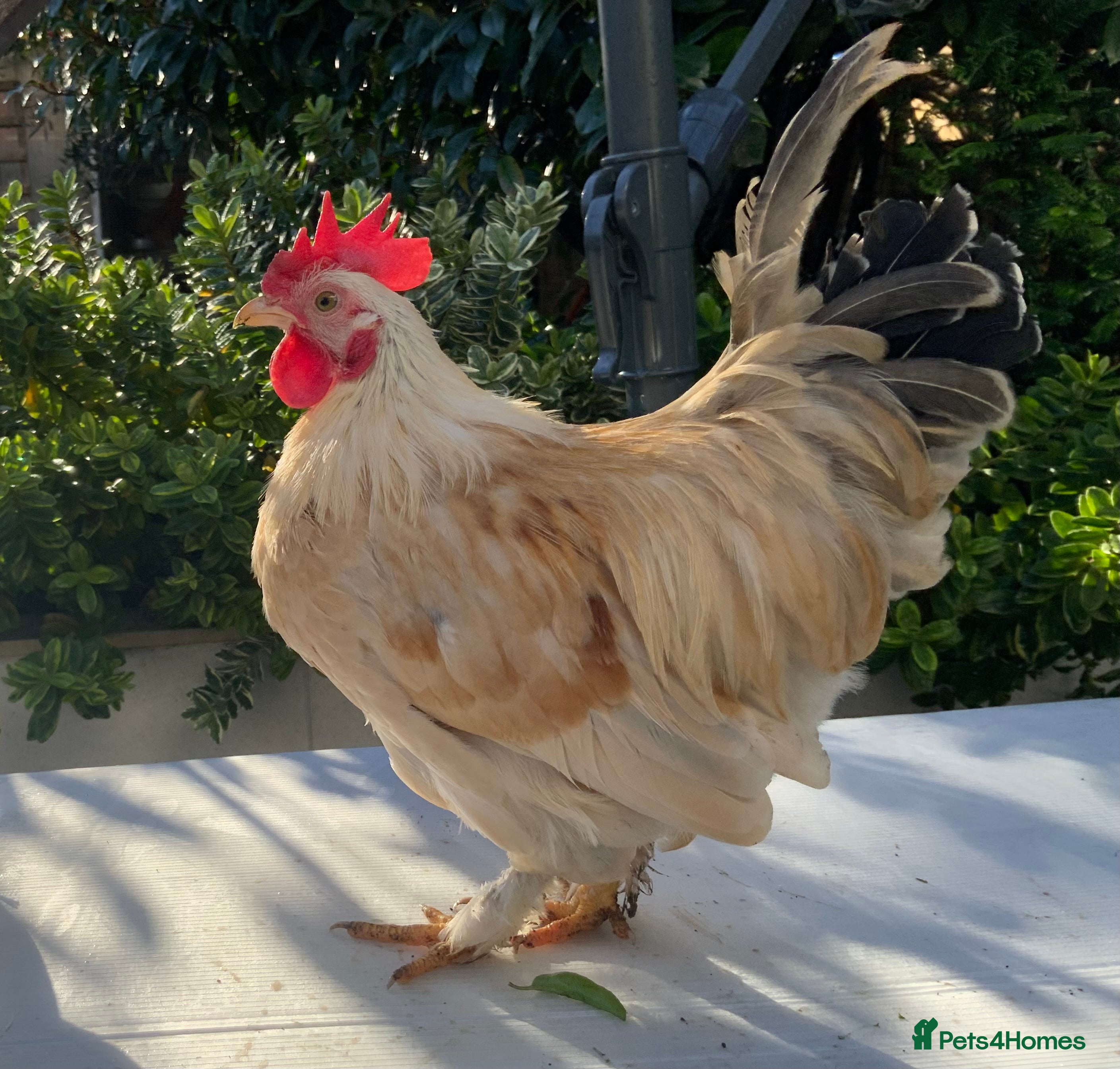 Chickens poultry Golden Bantam cockerels  - Advert 21