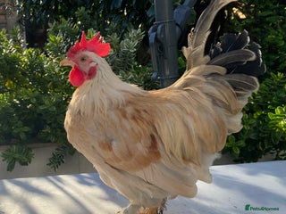 Chickens poultry Golden Bantam cockerels - Advert 21