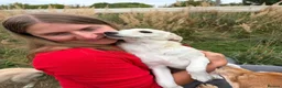 Mixed Breed dogs for adoption: ❤️ SUMMER❤️ – YOUR CHANCE TO HAVE SUMMER FOREVER - Advert 6