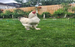 Chickens poultry for sale: Hatching eggs - Image 16