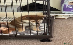 Japanese Shiba Inu dogs for sale: Chunky Mame Shiba Inu with NMSA Certificate - Image 6