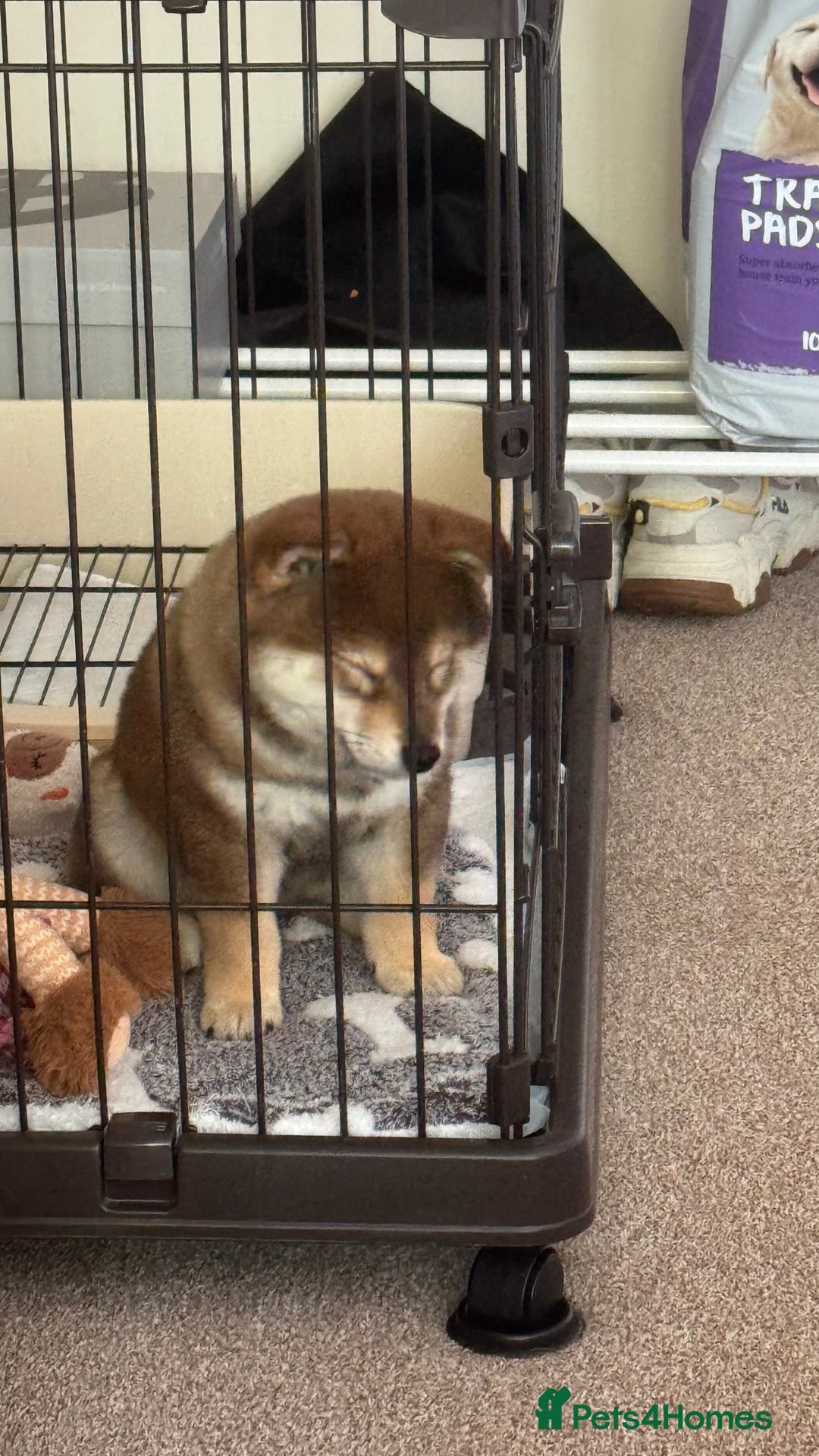 Japanese Shiba Inu dogs for sale: Chunky Mame Shiba Inu with NMSA Certificate - Image 6
