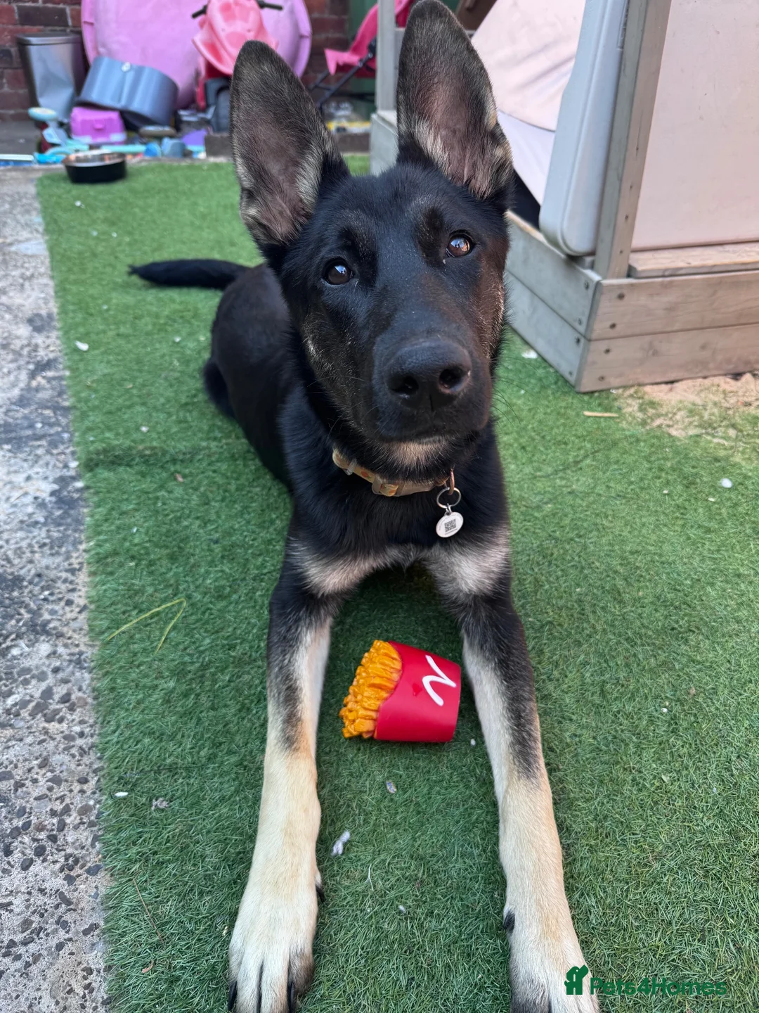 Mixed Breed dogs for sale: 7 month old dog For Sale - Advert 5