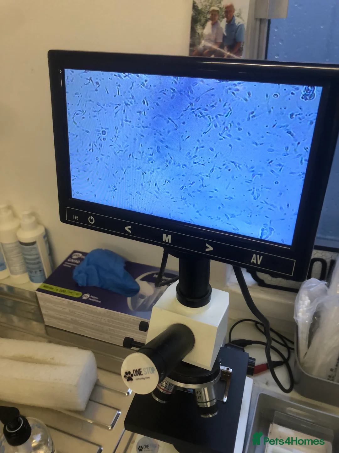 Maltese dogs for stud: Fabulous proven miniature Maltese for stud 🌟 in South Shields - Advert 17