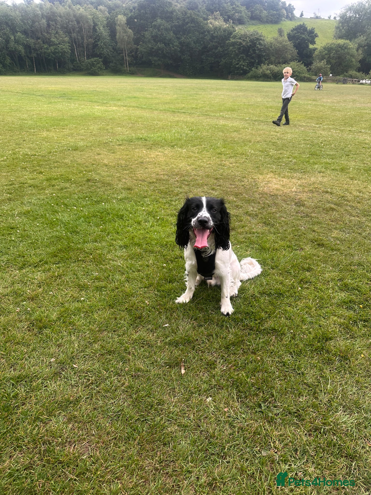 Sprocker dogs for sale: Max Sprocker Spaniel  - Advert 4