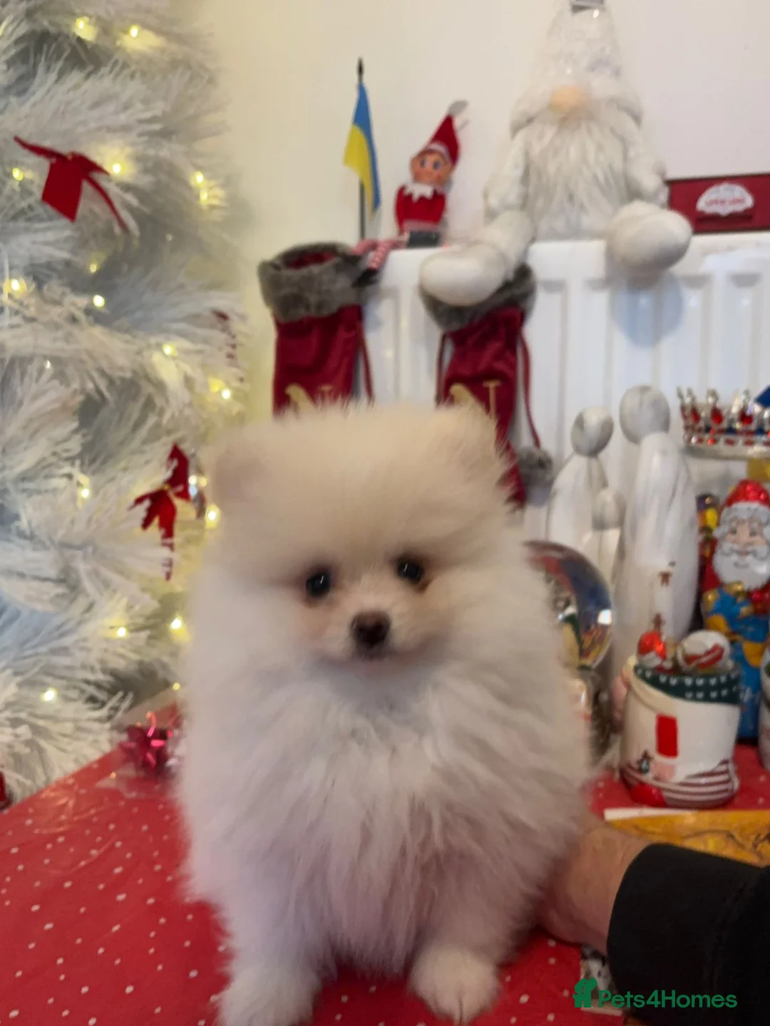 Pomeranian dogs for sale: Pomeranian Spitz. - Advert 11