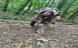 Olde English Bulldogge dogs for sale: Dior the Olde English Bulldogge - Image 2
