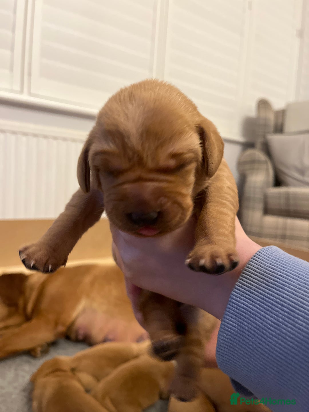 Labrador Retriever dogs for sale: KC REGISTERED, HEALTH TESTED FOX RED LABRADORS - Advert 12