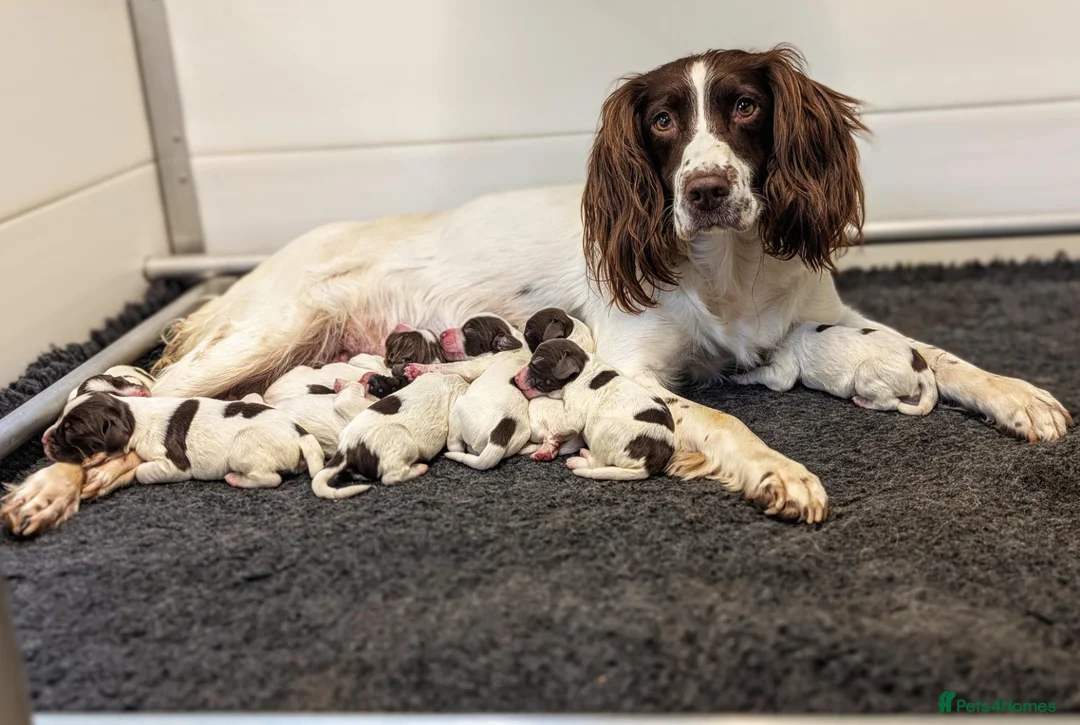 English Springer Spaniel dogs for sale: KC Registered Springer Spaniel Puppy in Stroud - Advert 12
