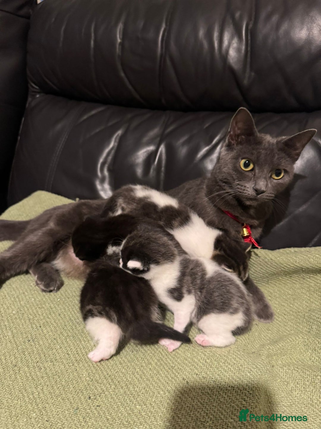 Mixed Breed cats for sale: Russian Blue x Tabby - Advert 2