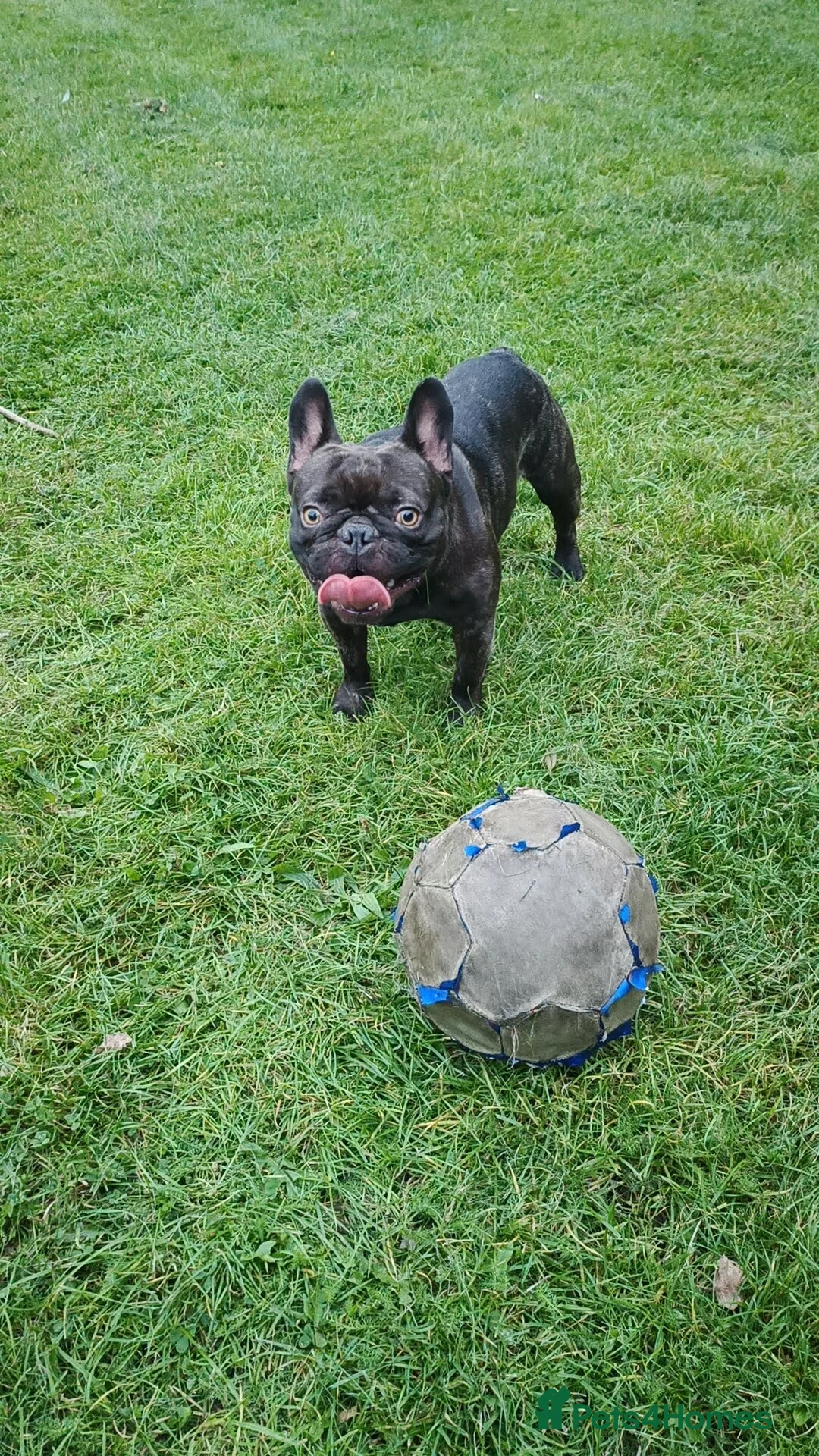 French Bulldog dogs for sale: French Bulldogs Need a Knowledgeable Home - Advert 5