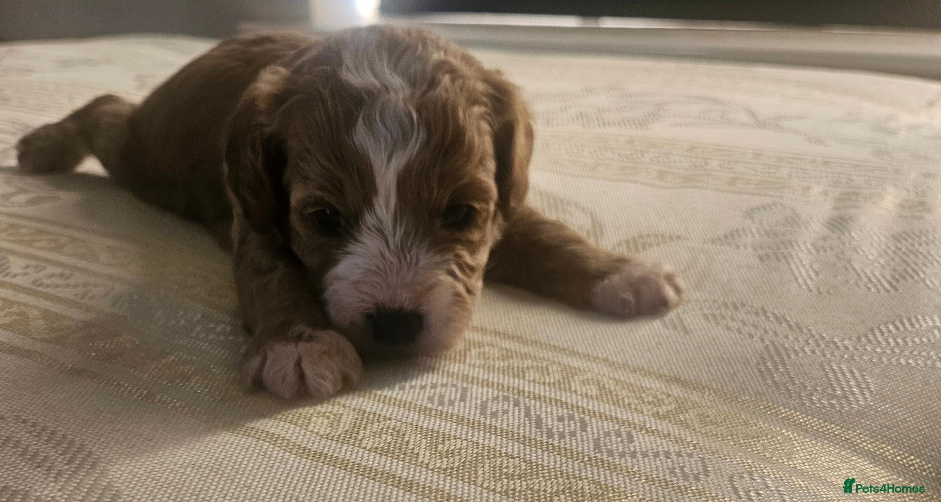 Cavapoo dogs Extensively health tested F1B cavapoo puppies - Advert 6