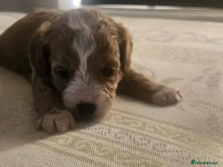 Cavapoo dogs Extensively health tested F1B cavapoo puppies - Advert 6