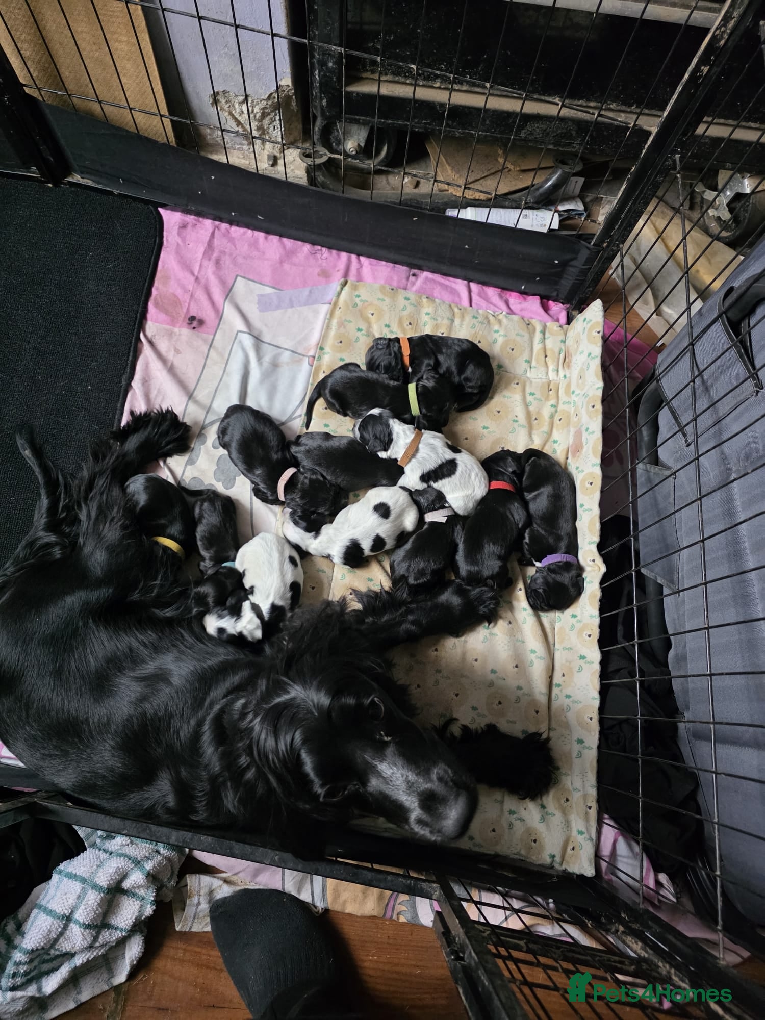 Cocker Spaniel dogs Beautiful cocker spaniel puppies - Advert 2