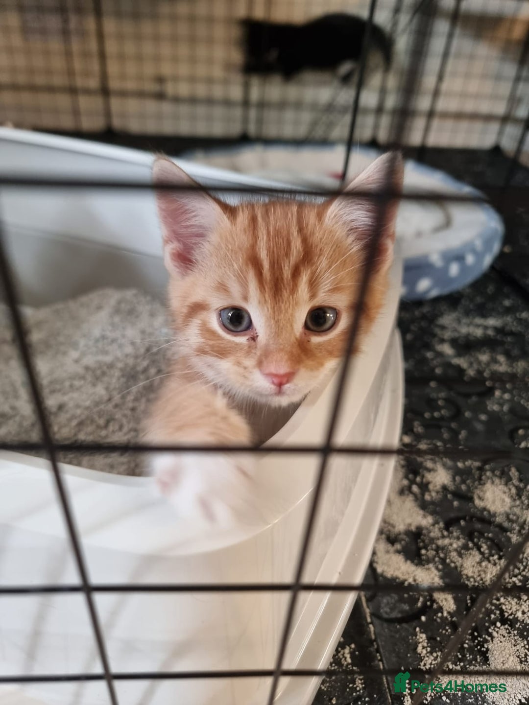 Mixed Breed cats for sale: Ginger tuxedo kittens  - Advert 9
