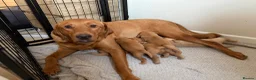 Labrador Retriever dogs for sale: 2 FOX RED LABRADOR BOYS LEFT READY NOW  - Advert 14