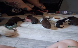 Mixed Breed cats for sale: 3 wonderful kittens - Image 4