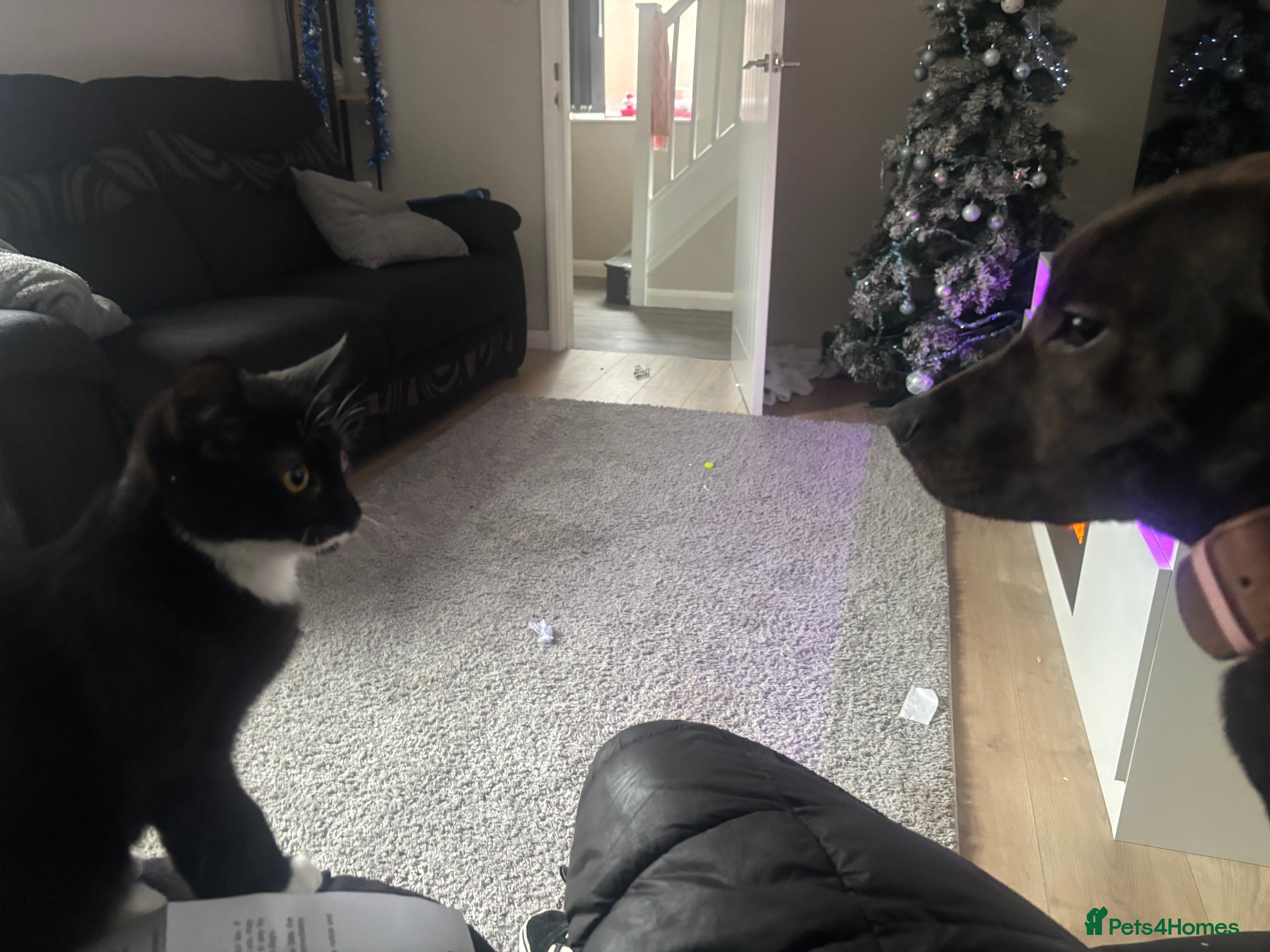 Staffordshire Bull Terrier dogs 7 month staffy - Advert 1