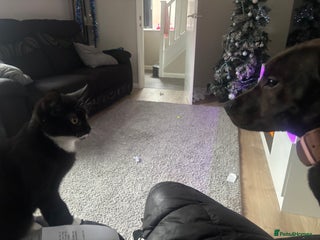 Staffordshire Bull Terrier dogs 7 month staffy - Advert 1