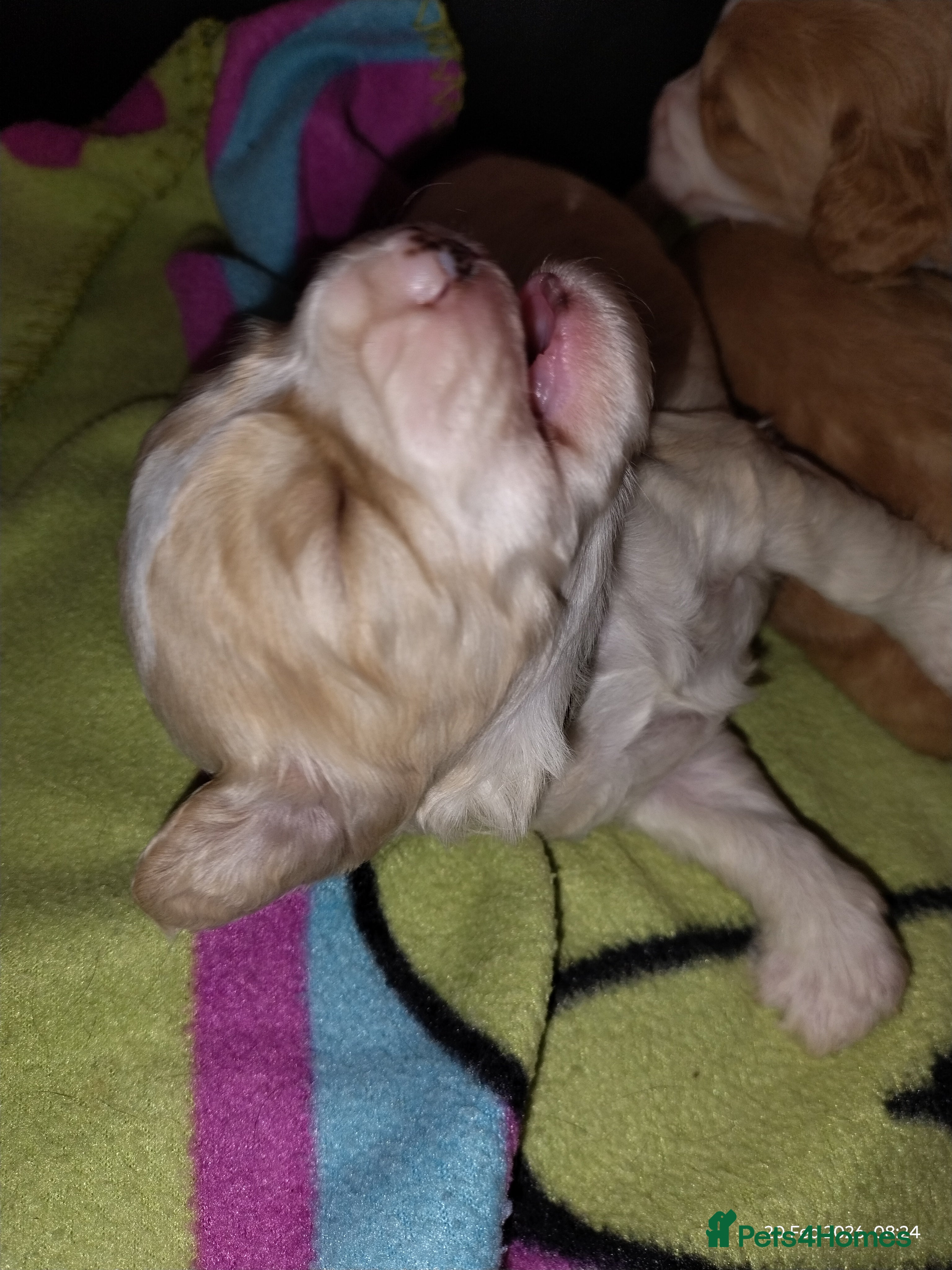 Cockapoo dogs Cockapoo puppies 100%  - Advert 1