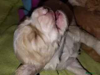 Cockapoo dogs Cockapoo puppies 100% - Advert 1