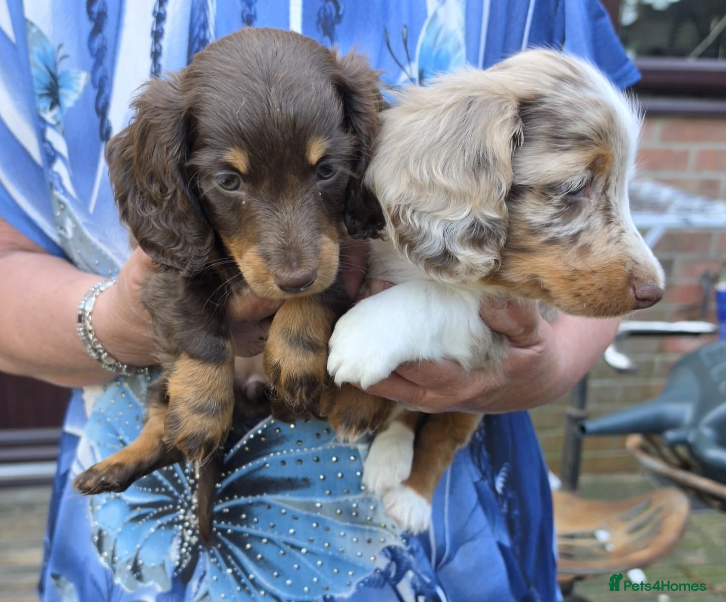 Miniature Dachshund dogs for sale: KC REGISTERED BEAUTIFUL MINIATURE LONGHAIRS - Advert 1