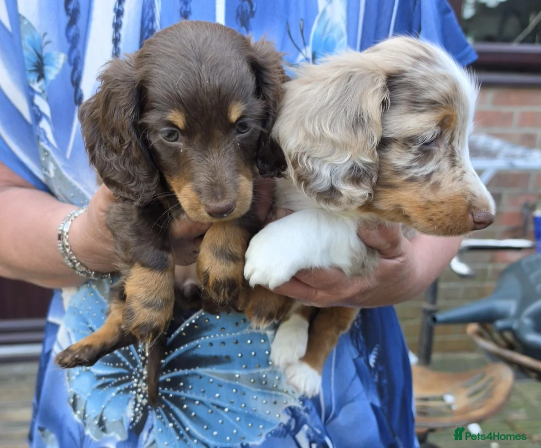 Miniature Dachshund dogs for sale: KC REGISTERED BEAUTIFUL MINIATURE LONGHAIRS - Advert 1