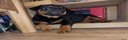 Rottweiler dogs for sale: MASSIVE ROTTWEILER PUPPIES  - Advert 5