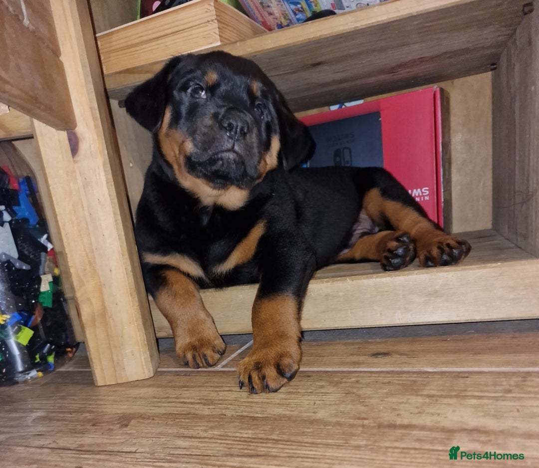 Rottweiler dogs for sale: MASSIVE ROTTWEILER PUPPIES  - Advert 5