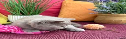 British Shorthair cats for sale: British Shorthairs**READY NOW** - Advert 4