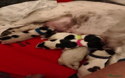 Mixed Breed dogs for sale: cocker spaniel x Bassett hound x Shichon pups) - Image 3