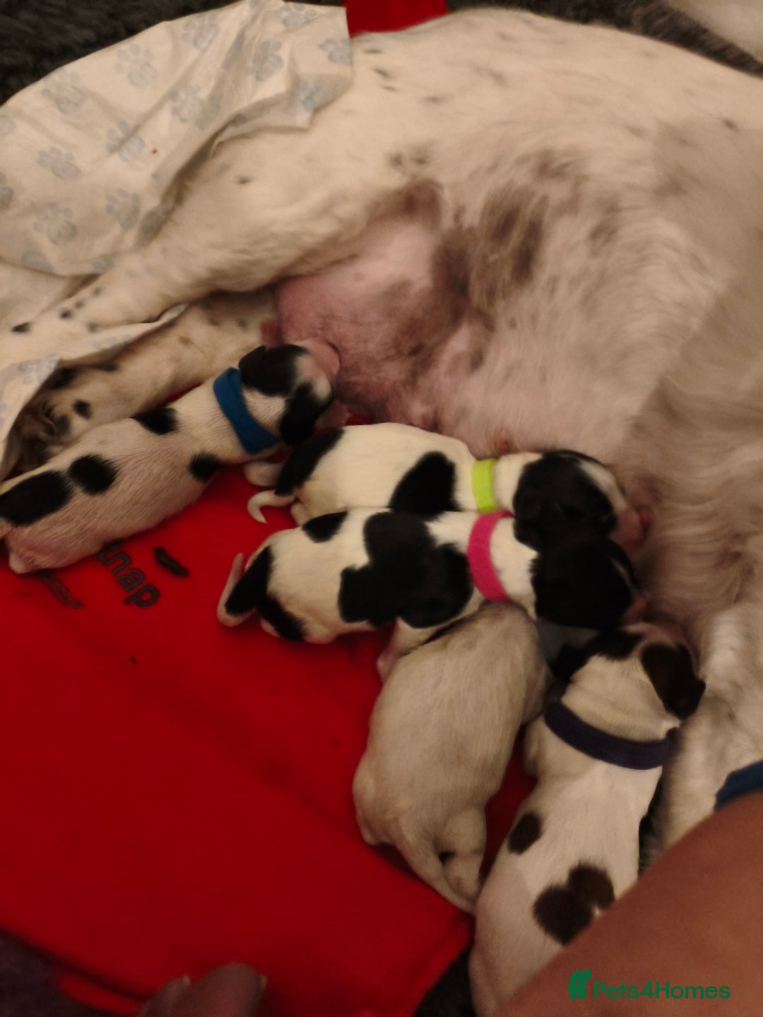 Mixed Breed dogs for sale: cocker spaniel x Bassett hound x Shichon pups) - Image 3
