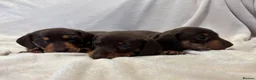 Miniature Dachshund dogs for sale: Pedigree Chocolate & Tan Miniature Dachshunds - Advert 1