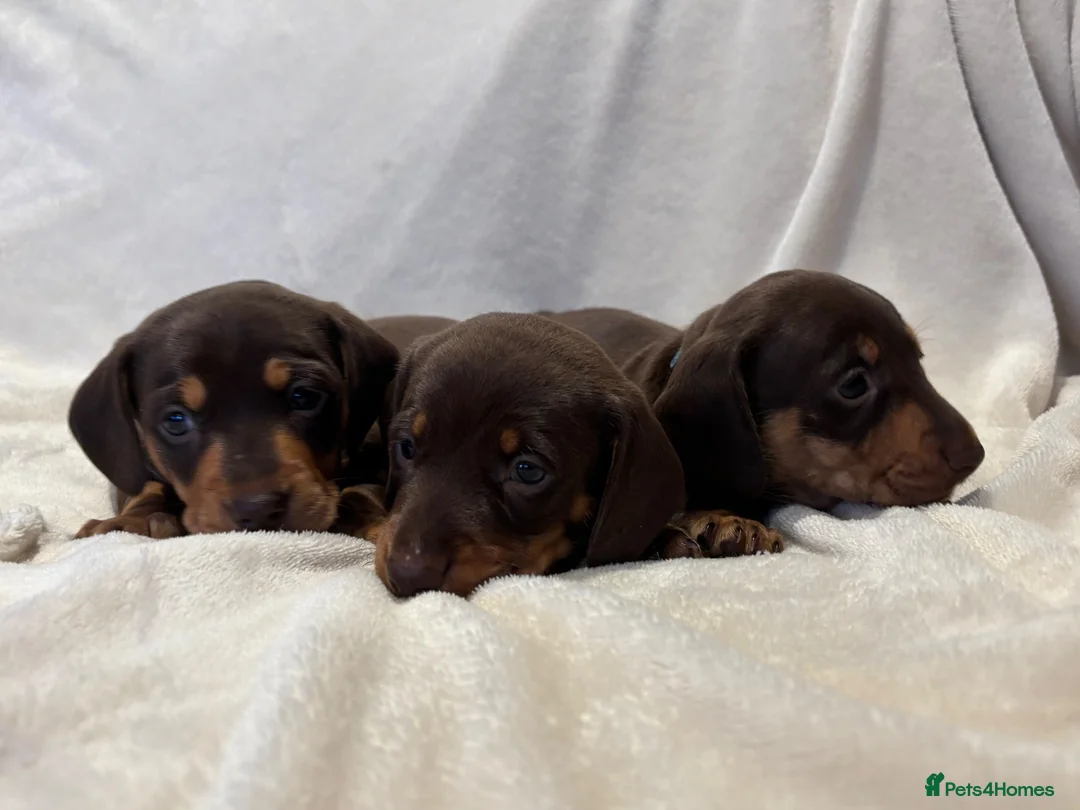 Miniature Dachshund dogs for sale: Pedigree Chocolate & Tan Miniature Dachshunds - Advert 1