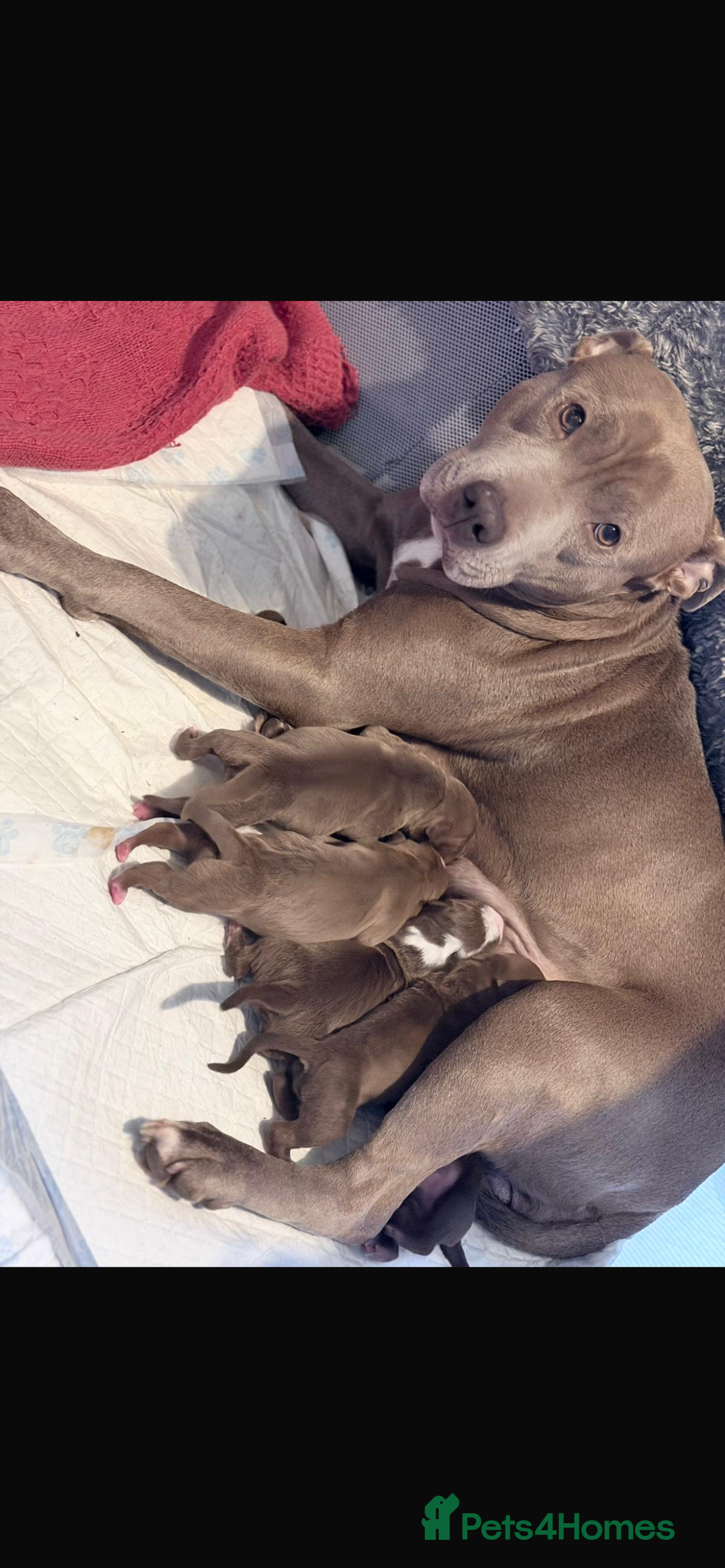 Staffordshire Bull Terrier dogs for sale: Staffy pups for sale  - Advert 10