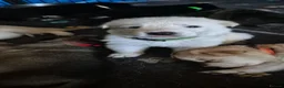 Mixed Breed dogs for sale: Pups  mum gsdx Alaskan malamute Dad is full gsd  - Advert 3