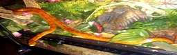 Corn Snake reptiles for sale: Cornsnakes forsale males females 2025 hatchlings  - Advert 15