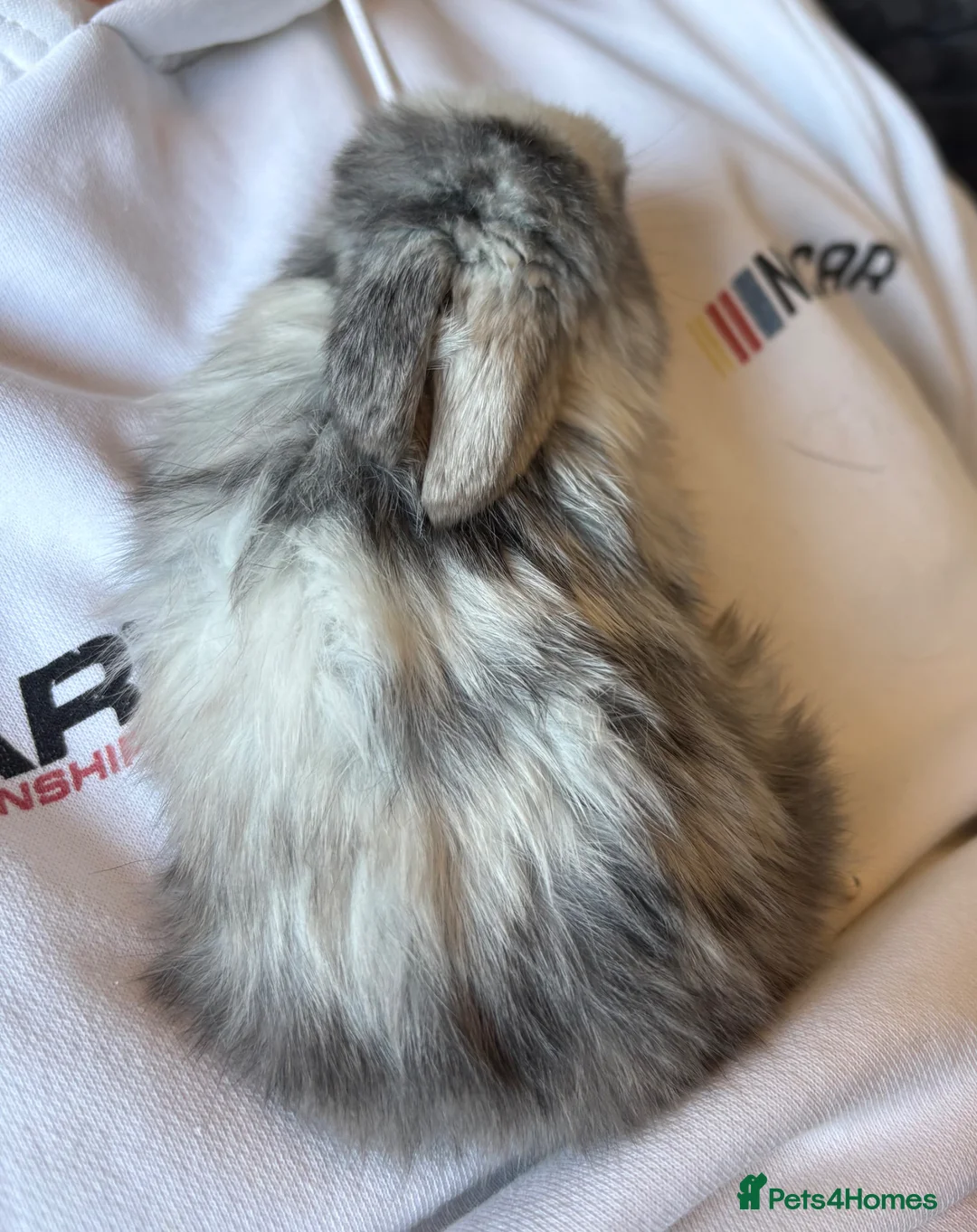 Mini Lop rabbits for sale: Pure bred mini lop bunnies - Advert 26