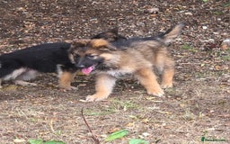 German Shepherd dogs for sale: Quality KC Reg Long Coat German Shepherd Pups  - Image 12