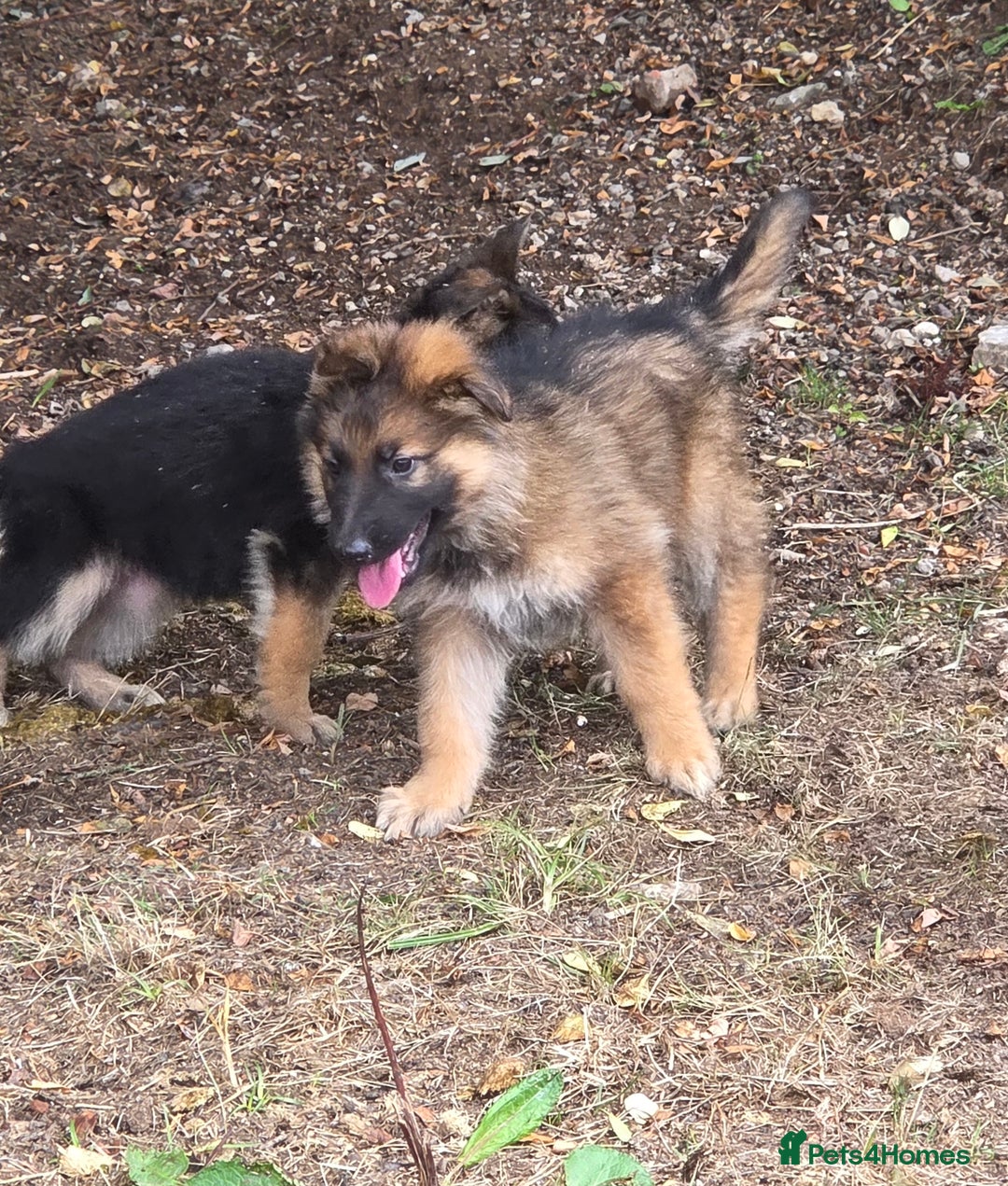 German Shepherd dogs for sale: Quality KC Reg Long Coat German Shepherd Pups  - Image 12